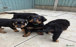 Rottweiler dogs for sale:  Long haired (fluffweilers ) last girl  - Image 12