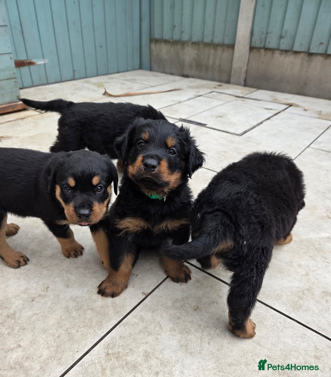 Rottweiler dogs for sale:  Long haired (fluffweilers ) last girl  - Image 12