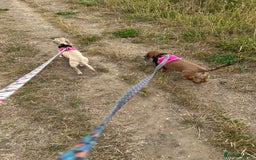 Miniature Dachshund dogs for sale: 1 year old cream Kaninchen dachshund - Image 4