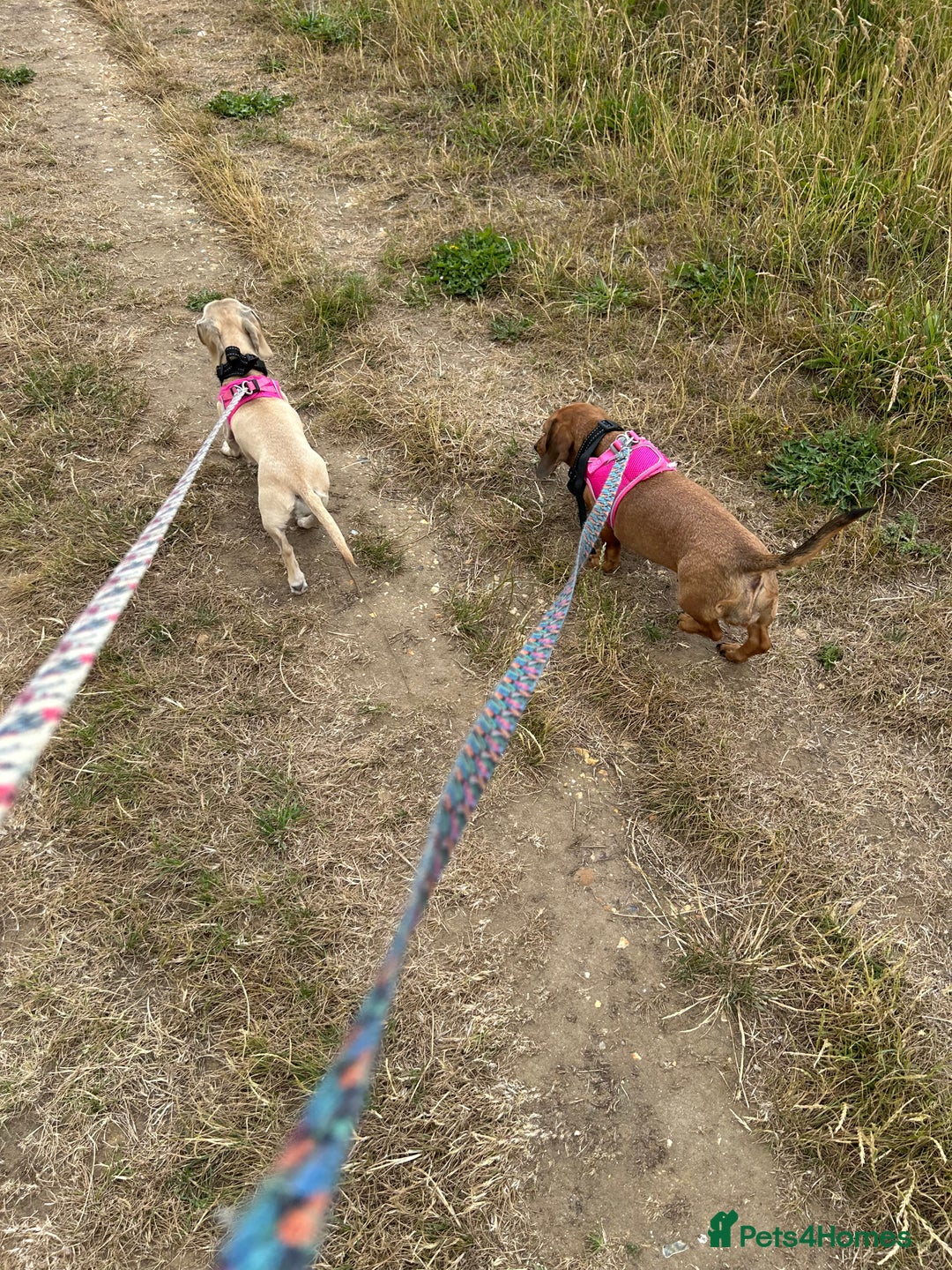 Miniature Dachshund dogs for sale: 1 year old cream Kaninchen dachshund - Image 4