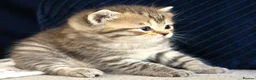 British Shorthair cats for sale: Gorgeous Golden Tabby ✨ British Shorthair Kitten ⭐ - Advert 4