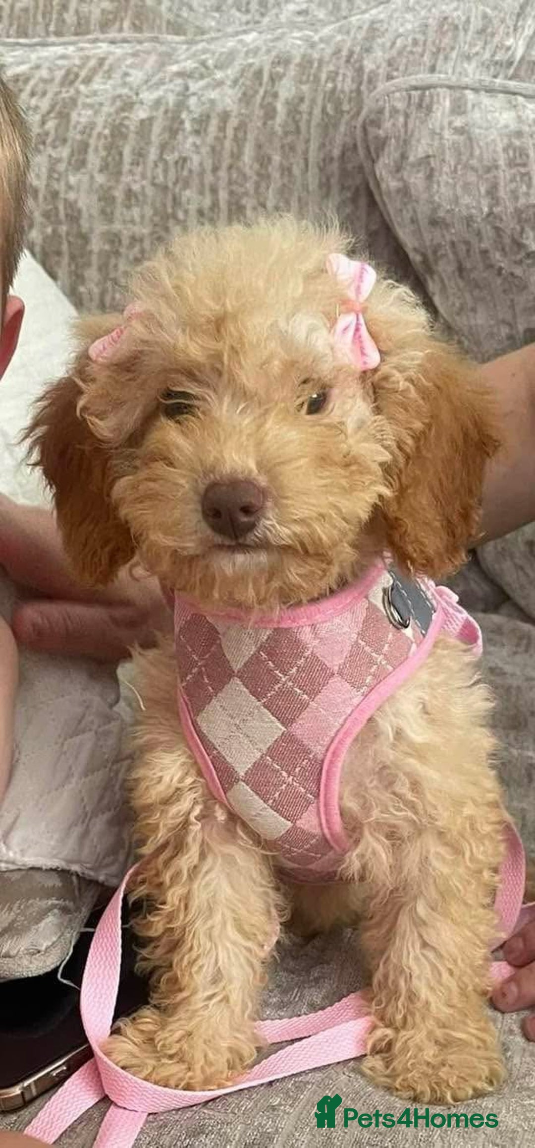 Toy Poodle dogs for sale: Toy Poodle  - Image 6