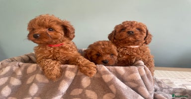 Cavapoo dogs - Advert 2