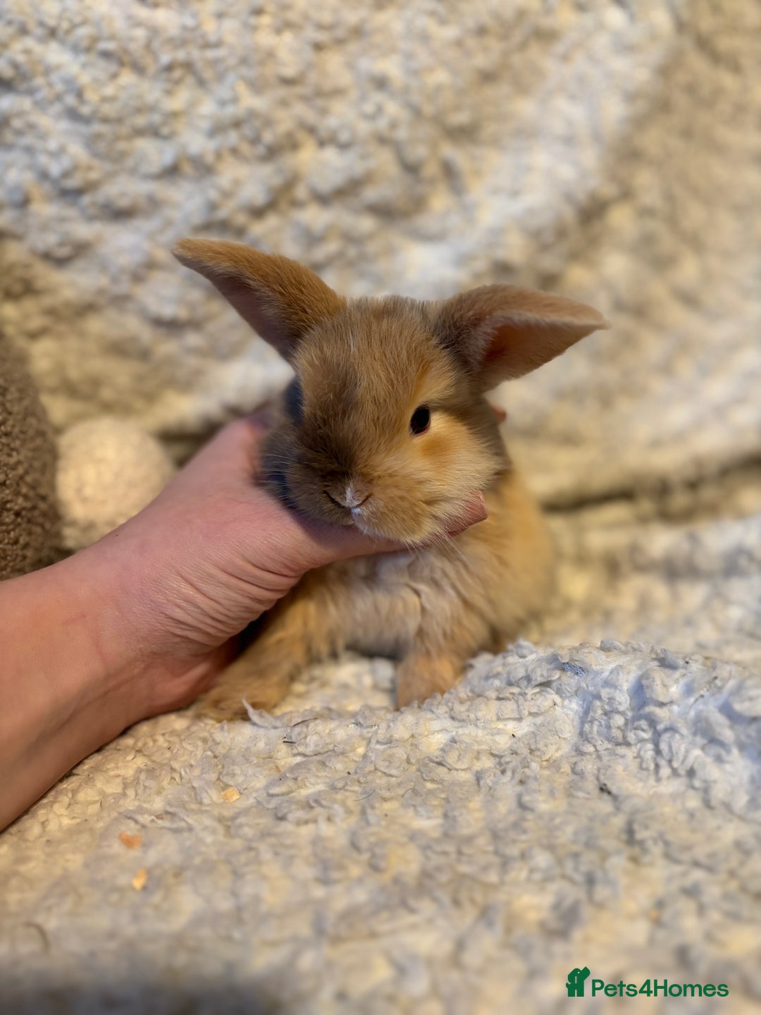 Mini Lop rabbits for sale: Mini lop babies 🫶🏻 ready to reserve ✨ - Image 3