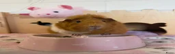 Guinea Pig rodents for sale: Two female abyssinian guinea pigs  in King's Lynn - Advert 6