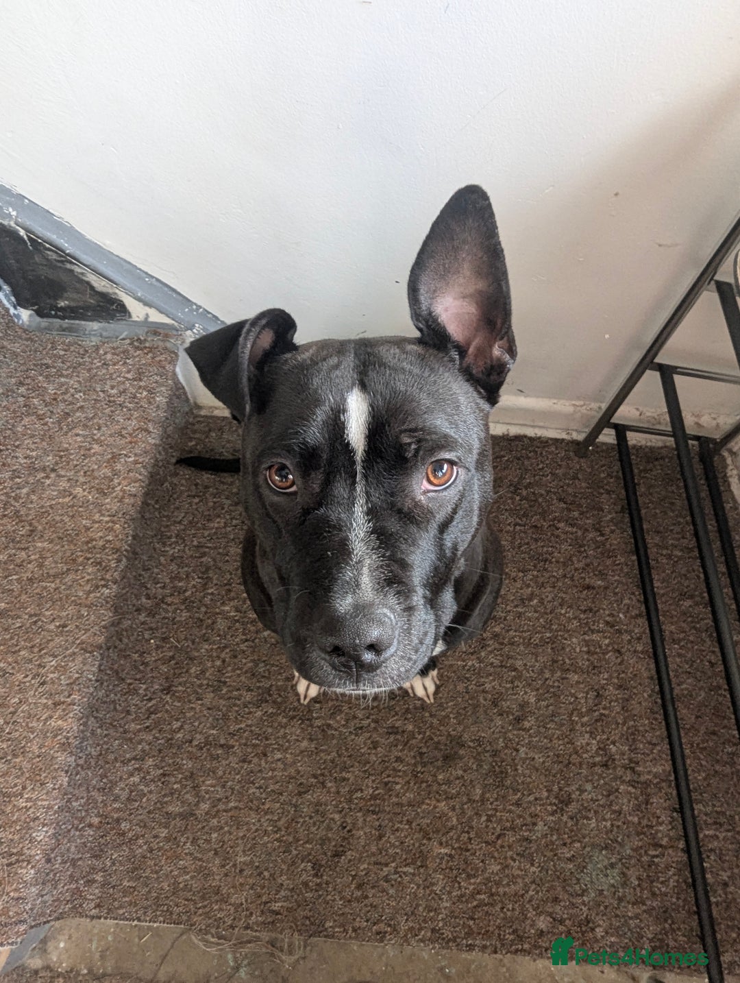 Mixed Breed dogs for sale: Three pups for sale  - Image 14