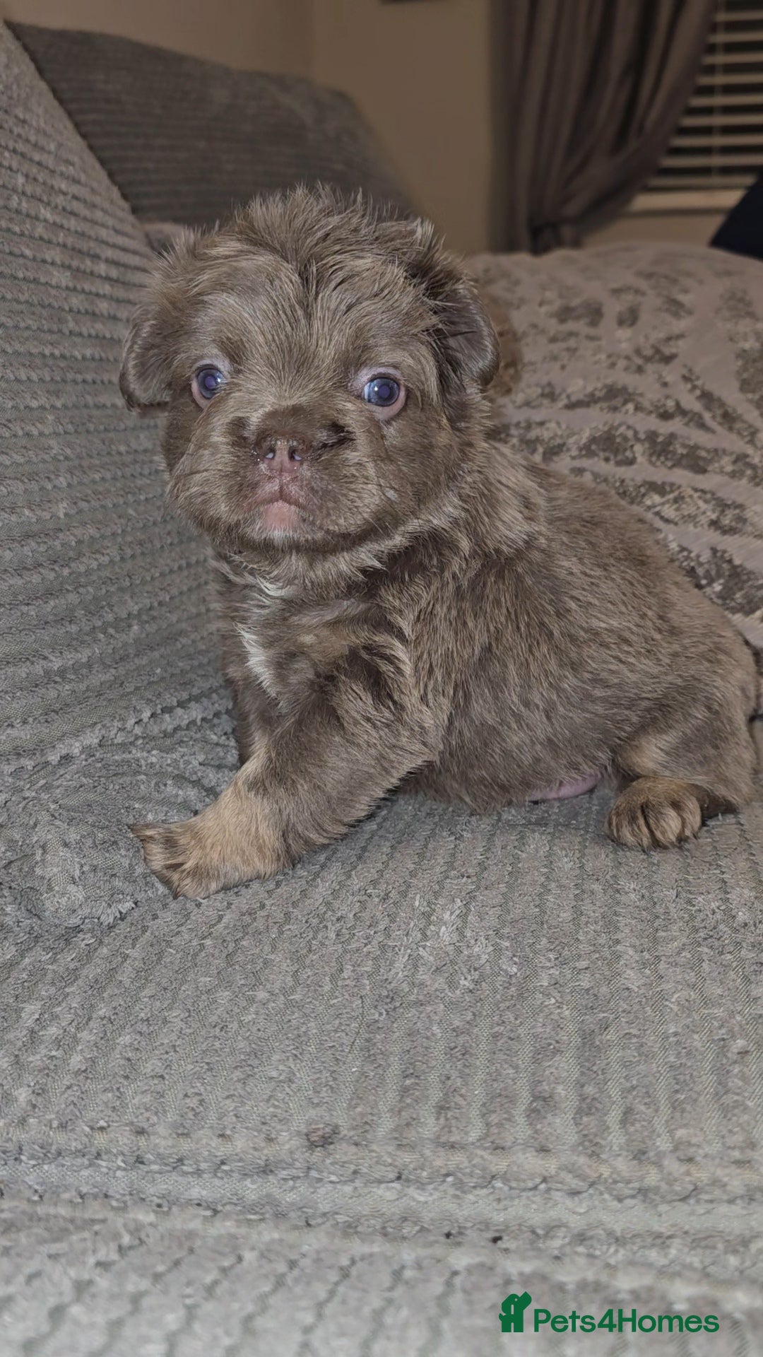 French Bulldog dogs for sale: Quality fluffy kc registered French bulldogs  - Advert 10