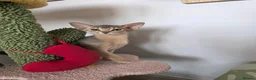 Abyssinian cats for sale: Pure Pedegree Aby kitten - Advert 13