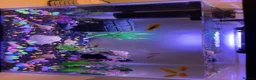 Platies fish for sale: 25 litre tank & 8 temperate fish & all accessories in Romford - Advert 2