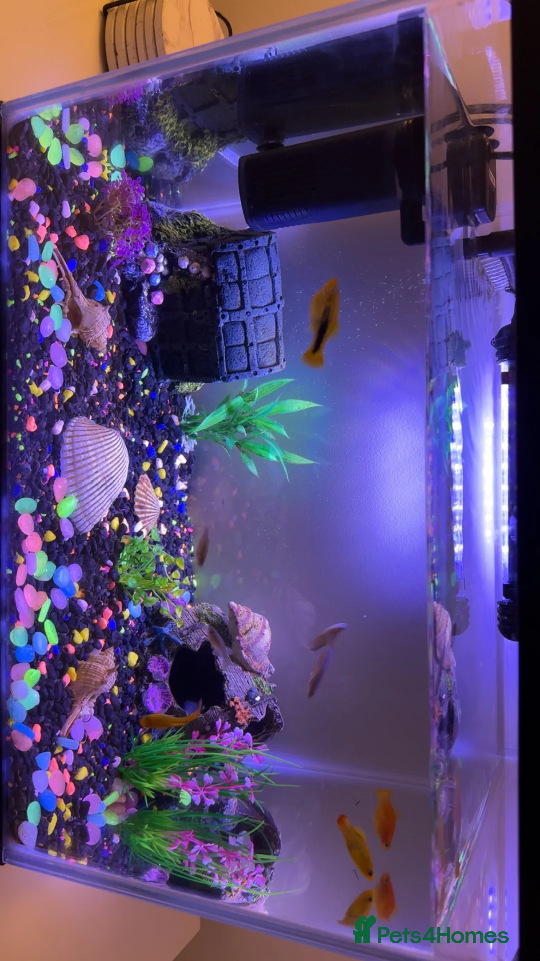 Platies fish for sale: 25 litre tank & 8 temperate fish & all accessories in Romford - Advert 2