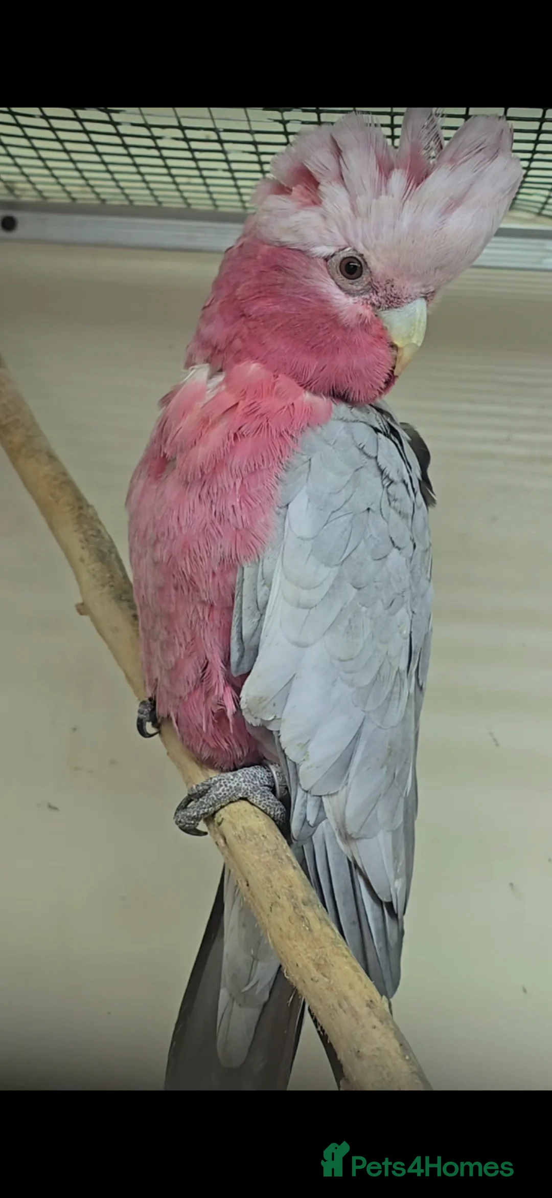 Cockatoo birds for sale: Galah Cockatoo - Female - Advert 2