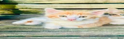 Mixed Breed cats for sale: Mixed breed kittens - Advert 3