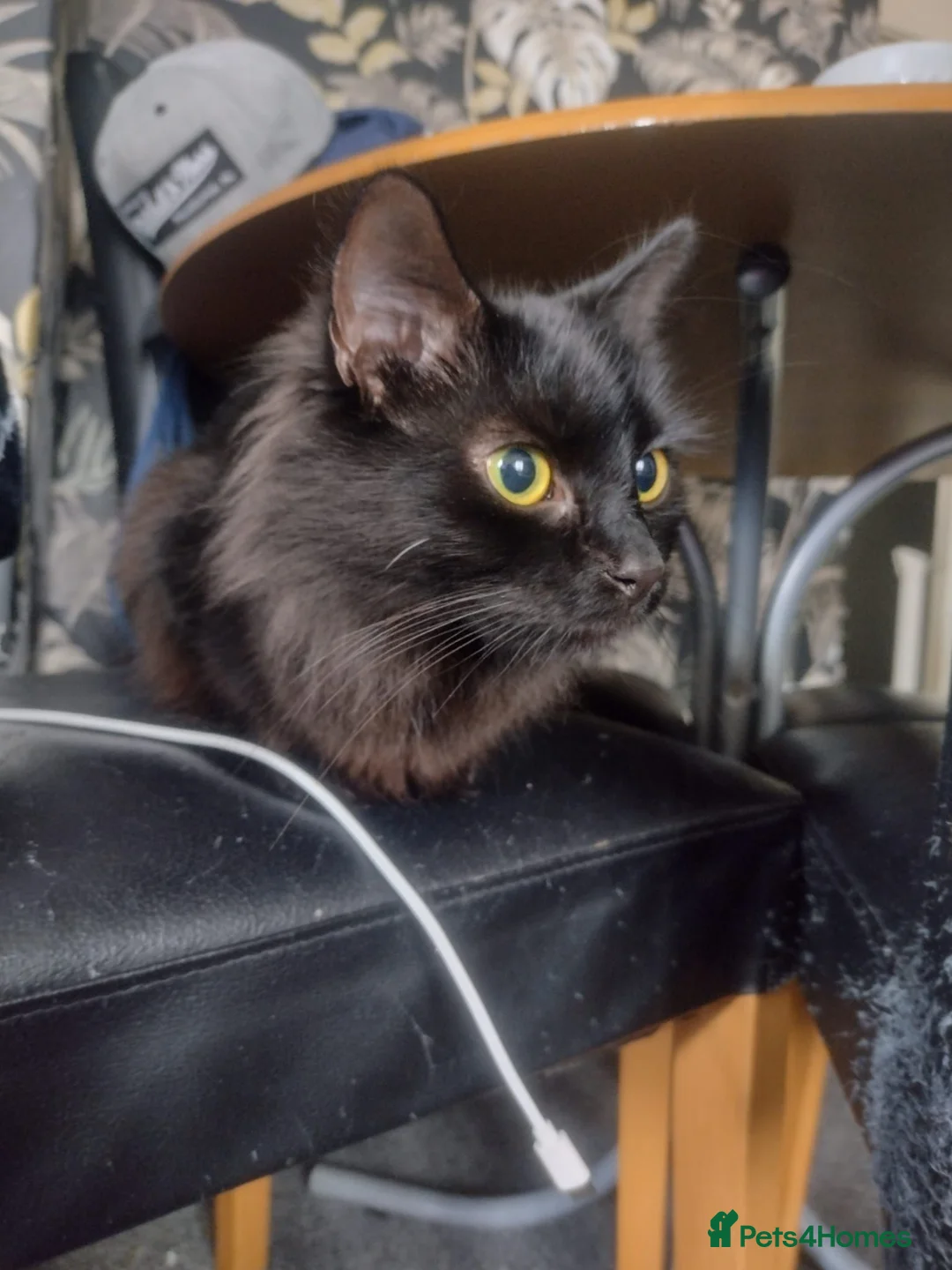 Mixed Breed cats for sale: 3 boys 1 girl - Advert 12