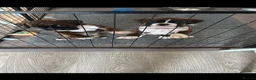 Boxer dogs for sale: Pregnancy confirmed - Advert 5