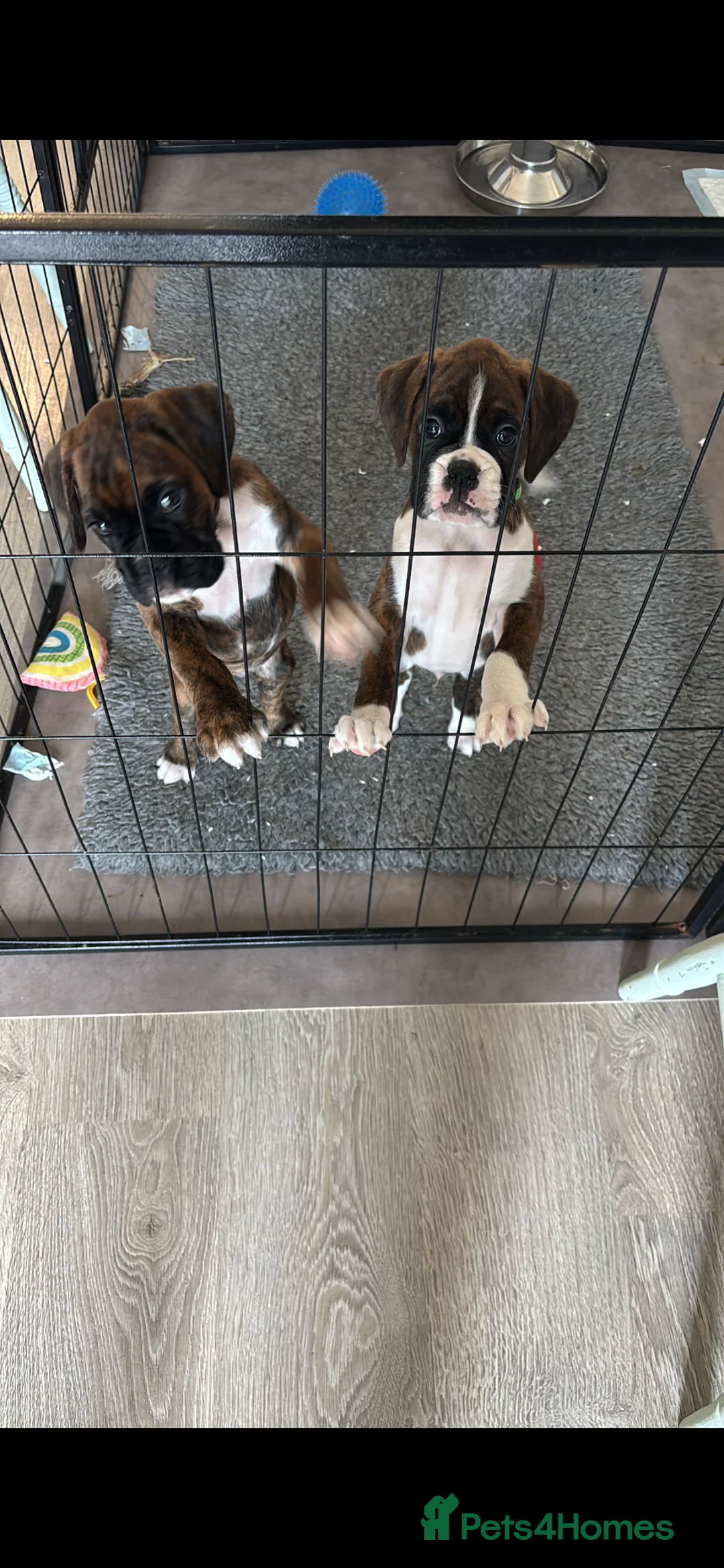 Boxer dogs for sale: Pregnancy confirmed - Advert 5