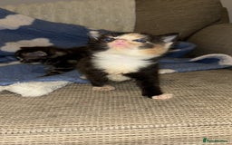 Turkish Angora cats for sale: Friendly, Cute & Cuddly Kittens – Ready 10/12  - Advert 9