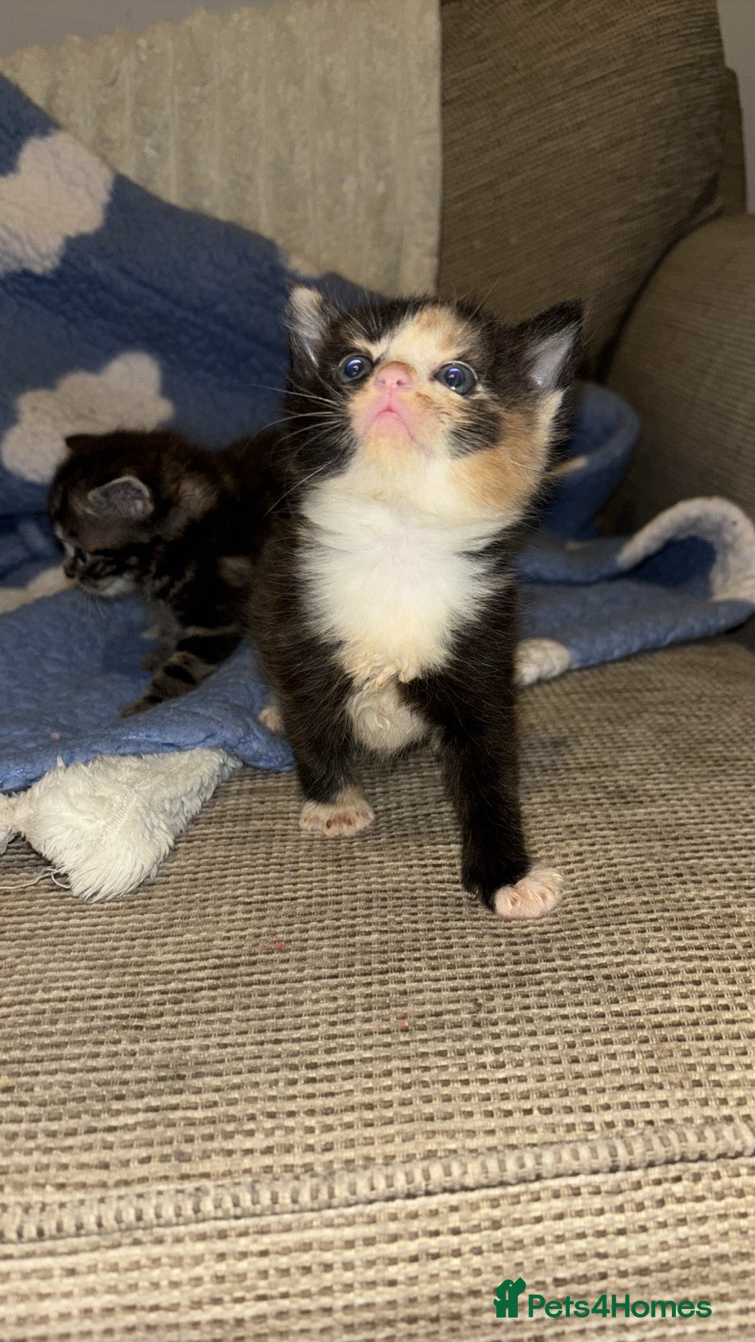 Turkish Angora cats for sale: Friendly, Cute & Cuddly Kittens – Ready 10/12  - Advert 9