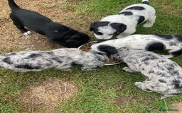 Mixed Breed dogs for sale: Rare Dalmadoodle puppies 🐶 🩷  - Image 5