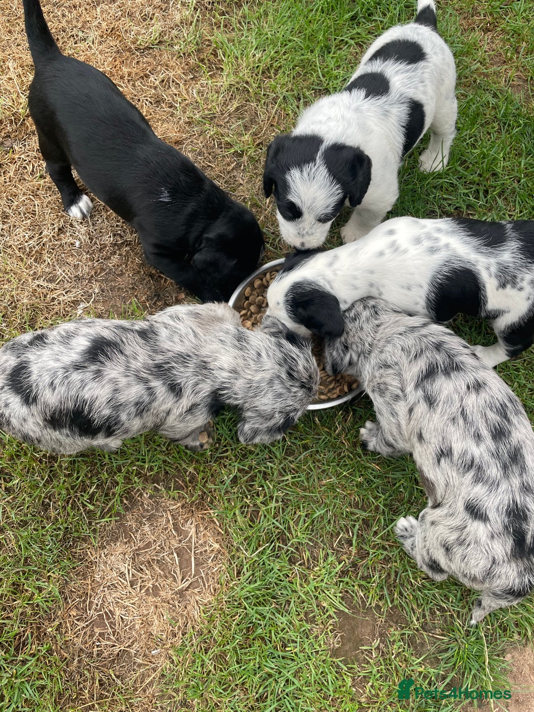 Mixed Breed dogs for sale: Rare Dalmadoodle puppies 🐶 🩷  - Image 5