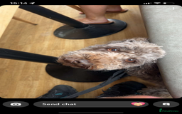 Cockapoo dogs for stud: Milo for stud - Image 2