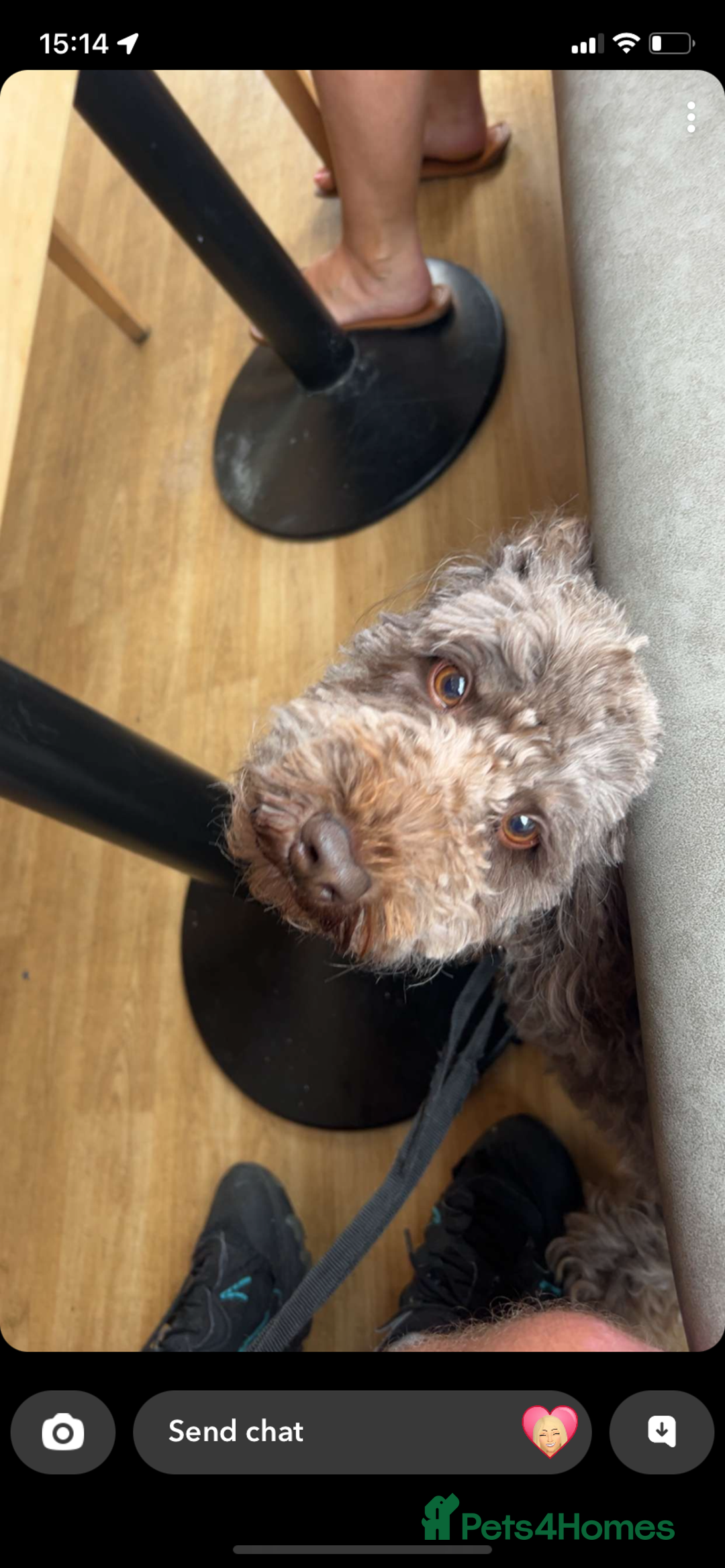 Cockapoo dogs for stud: Milo for stud - Image 2