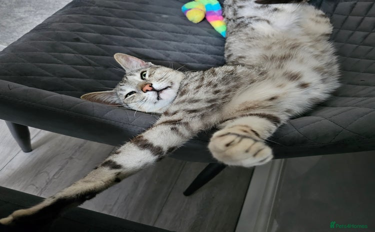 Savannah cats - Advert 11
