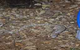 Skink reptiles for sale: CB25 Pink Tongue skink for sale - Image 2