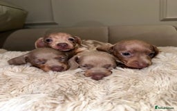 Miniature Dachshund dogs for sale: Stunning ISABELLA miniature dachshunds  - Image 13