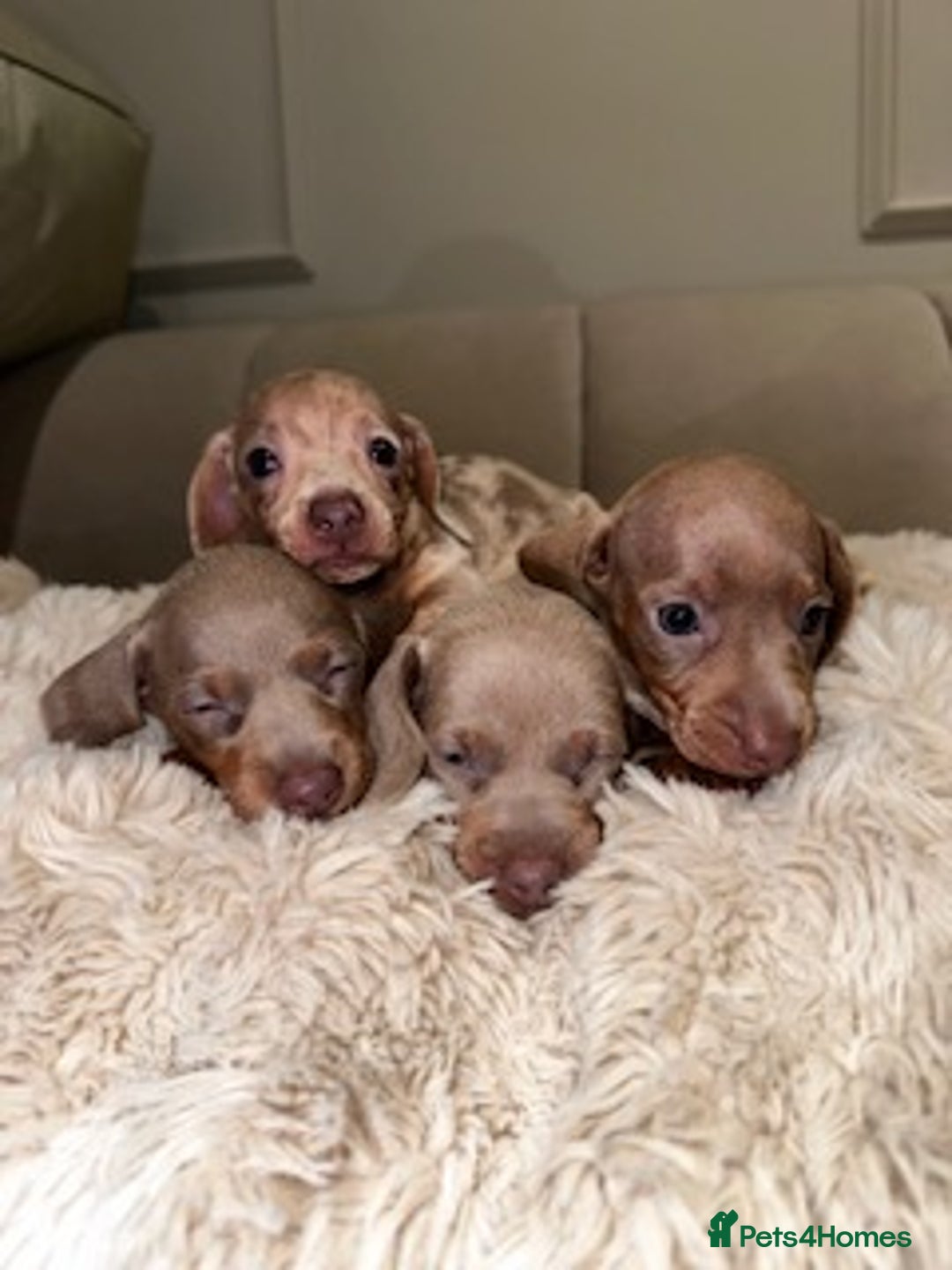 Miniature Dachshund dogs for sale: Stunning ISABELLA miniature dachshunds  - Image 13
