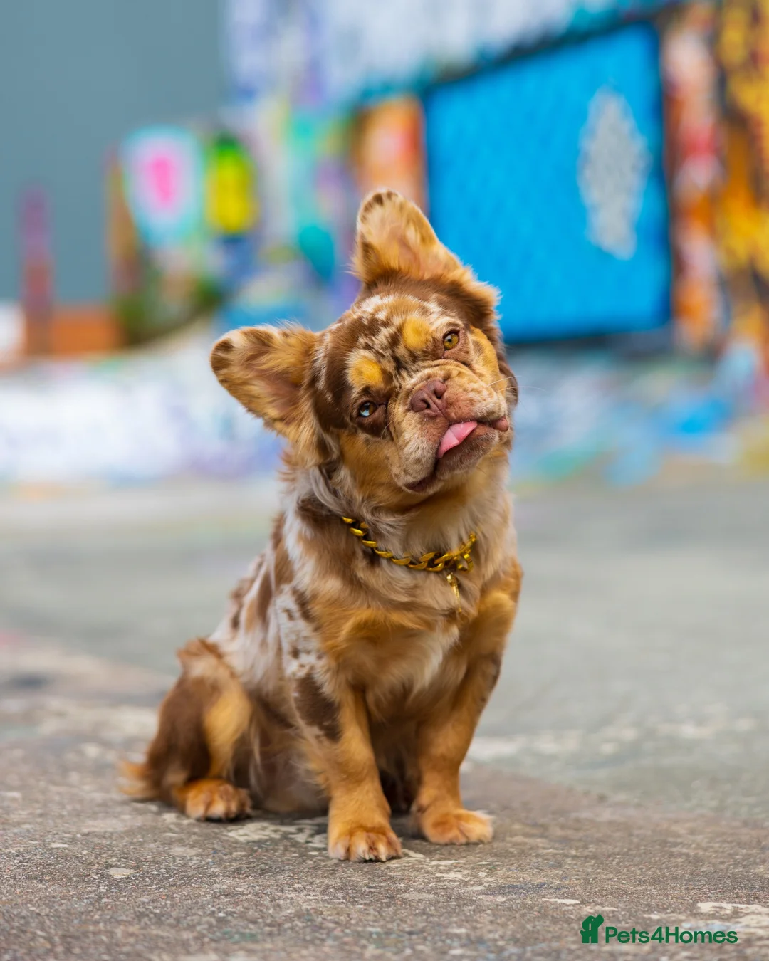 French Bulldog dogs for stud: Visual Fluffy New Shade Rojo Tri Merle 🦁🍫🎨 in Blaenau Ffestiniog - Advert 2