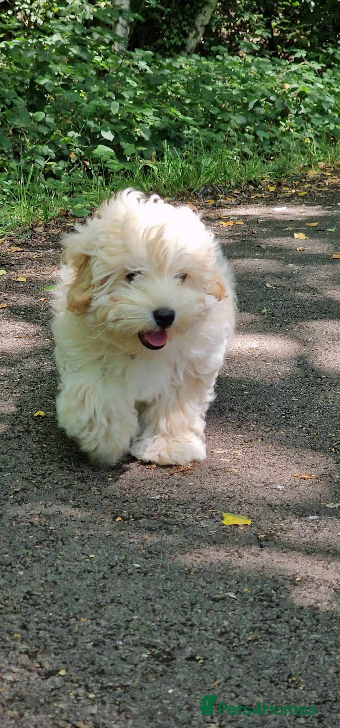 Maltipoo dogs for sale: Korean x toy maltipoo LAST BOY available  - Image 14