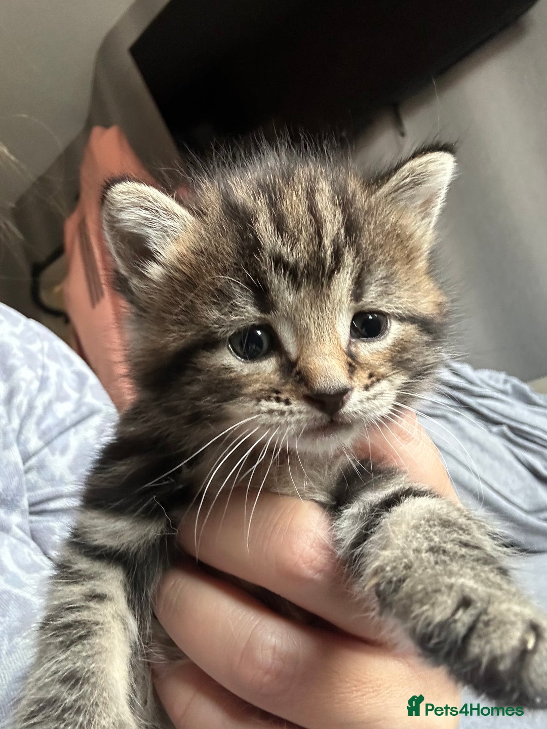 Mixed Breed cats for sale: 3 x female kittens  - Advert 2