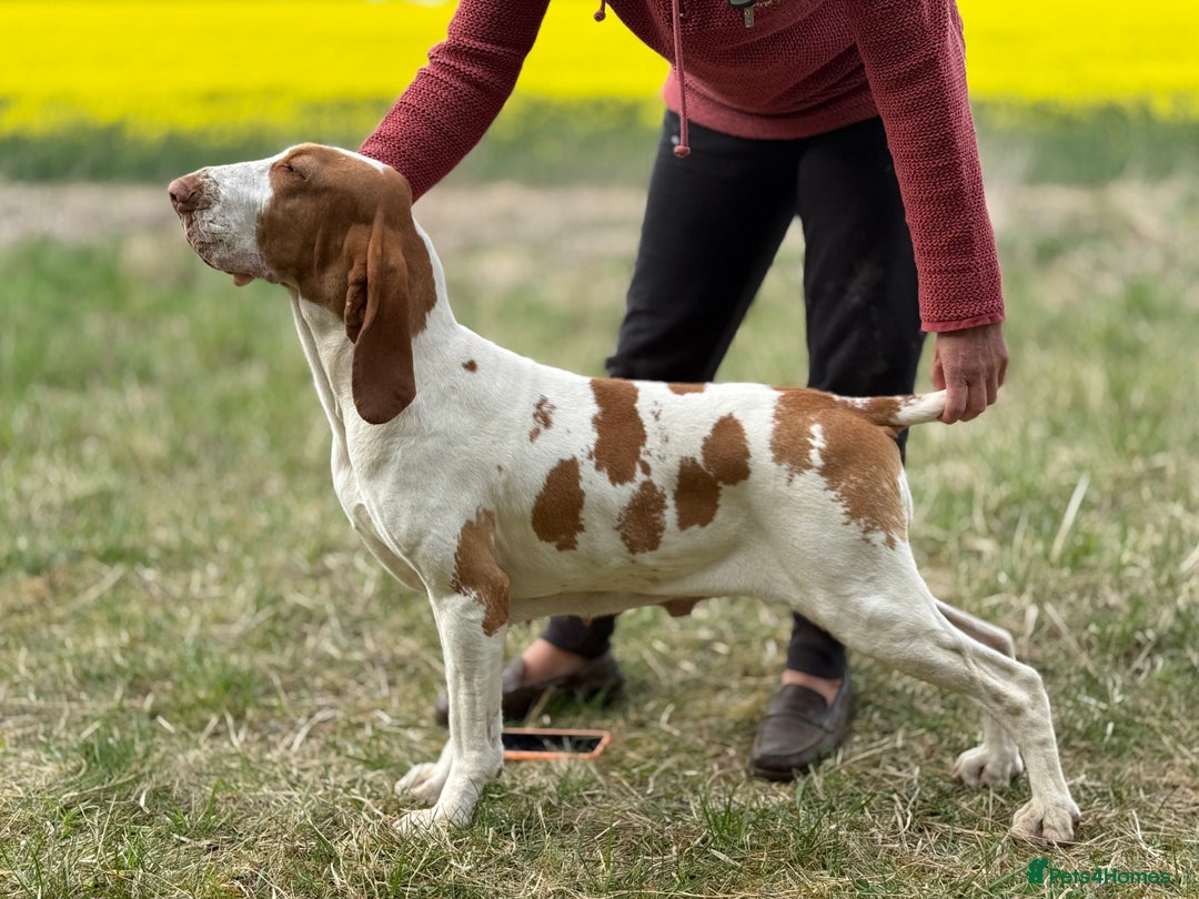Bracco Italiano dogs for sale: 🌟 TOP BREEDER 2021,22,22,24,25🌟 - Image 11