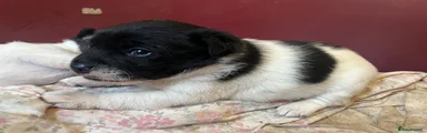 Jack Russell Puppy 1