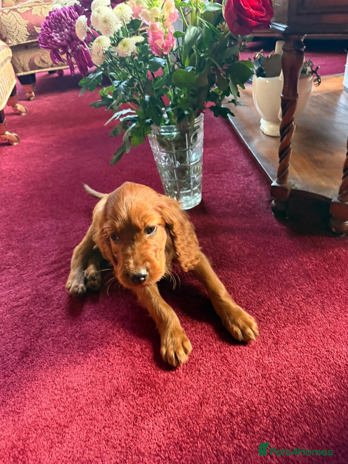 Irish Setter dogs for sale: TWO BOYS AVAILABLE READY TO LEAVE - Advert 3