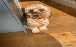 Cockapoo dogs for sale: Bailey the cockapoo  - Image 6