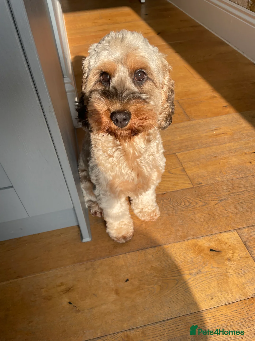 Cockapoo dogs for sale: Bailey the cockapoo  - Advert 6