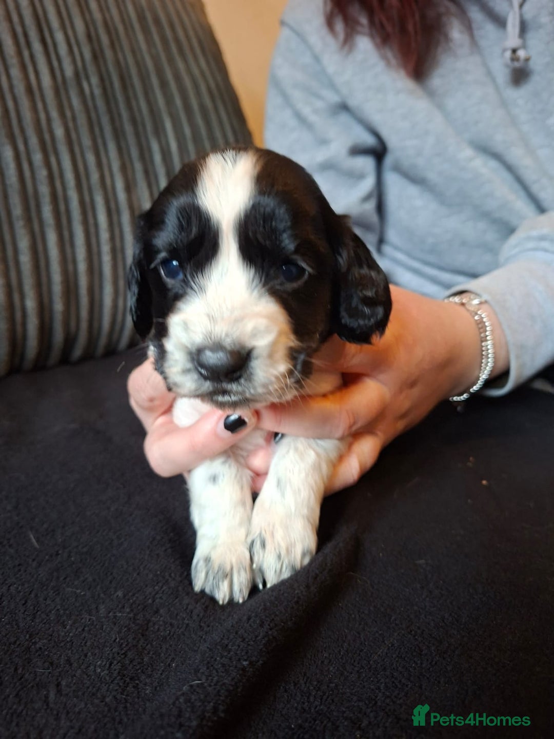 Cocker Spaniel dogs for sale: Beautiful working cocker spaniel puppies for sale - Advert 13