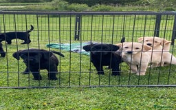 Labrador Retriever dogs for sale: Yellow and black Labrador puppies in Whitchurch - Image 23