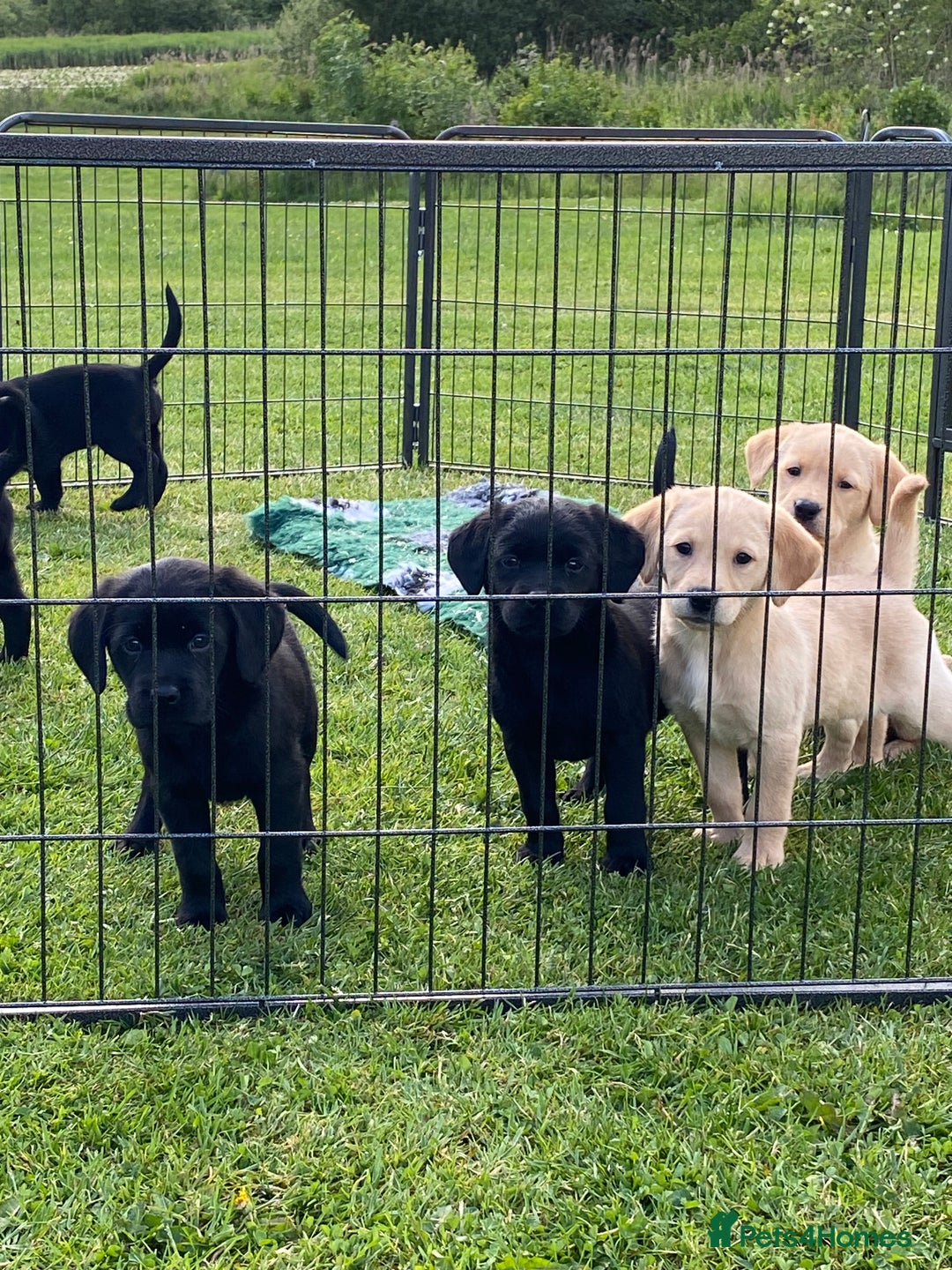 Labrador Retriever dogs for sale: Yellow and black Labrador puppies in Whitchurch - Image 23