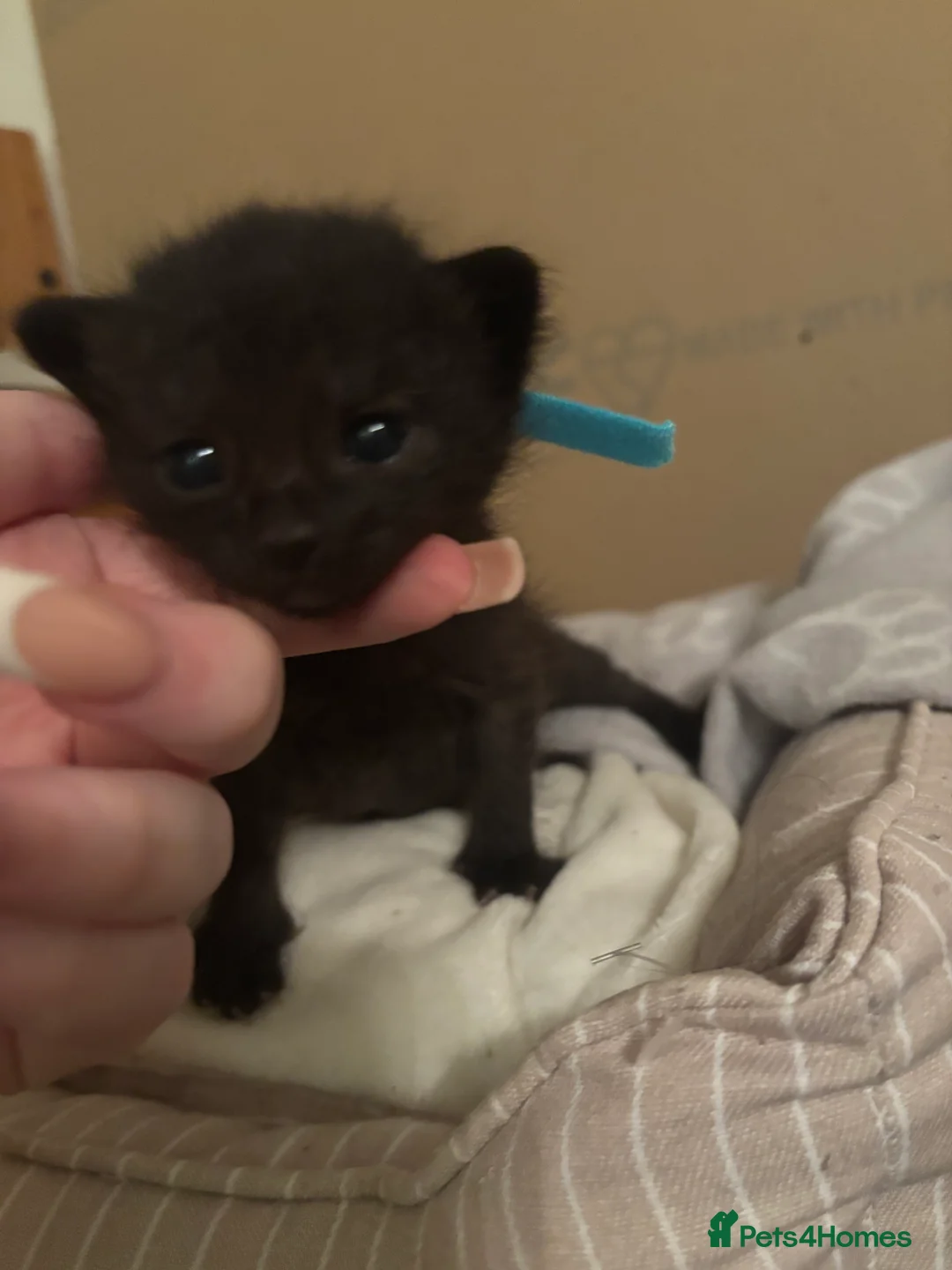 Mixed Breed cats for sale: mixed breed kittens for sale  - Advert 3