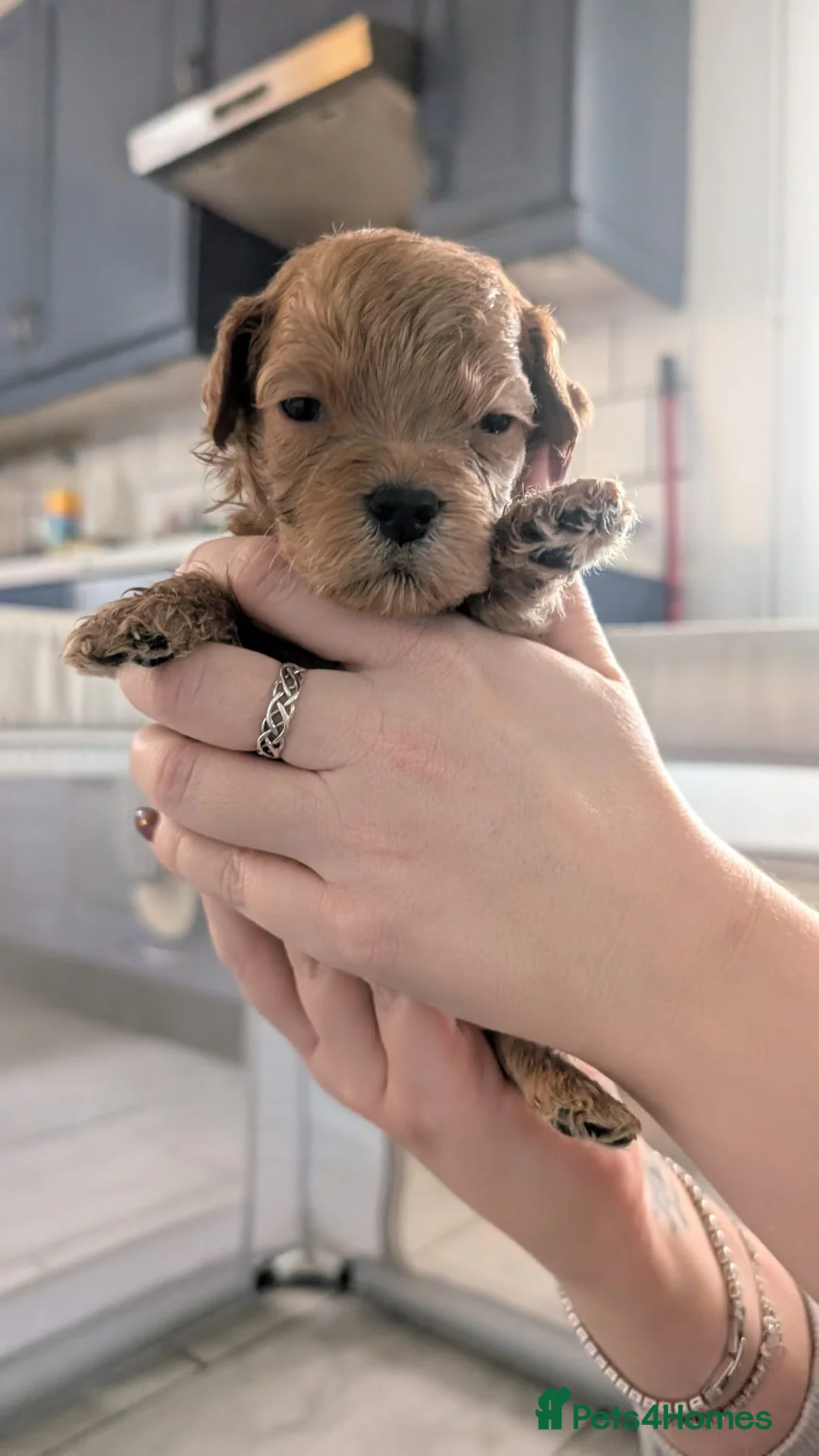 Cockapoo dogs for sale: Cockapoo puppies - Advert 30