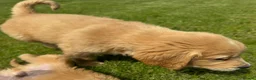 Mini Goldendoodle dogs for sale:   Like owning a miniature fluffy Golden Retriever - Advert 25