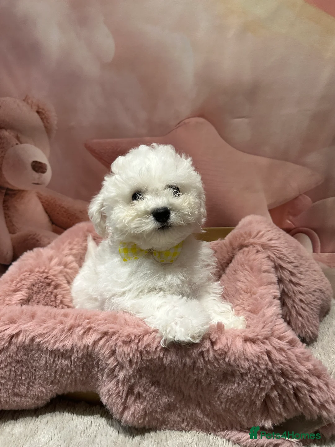 Bichon Frise dogs for sale: Pure Pedigree Champion Bloodline Bichon Frise  - Advert 3
