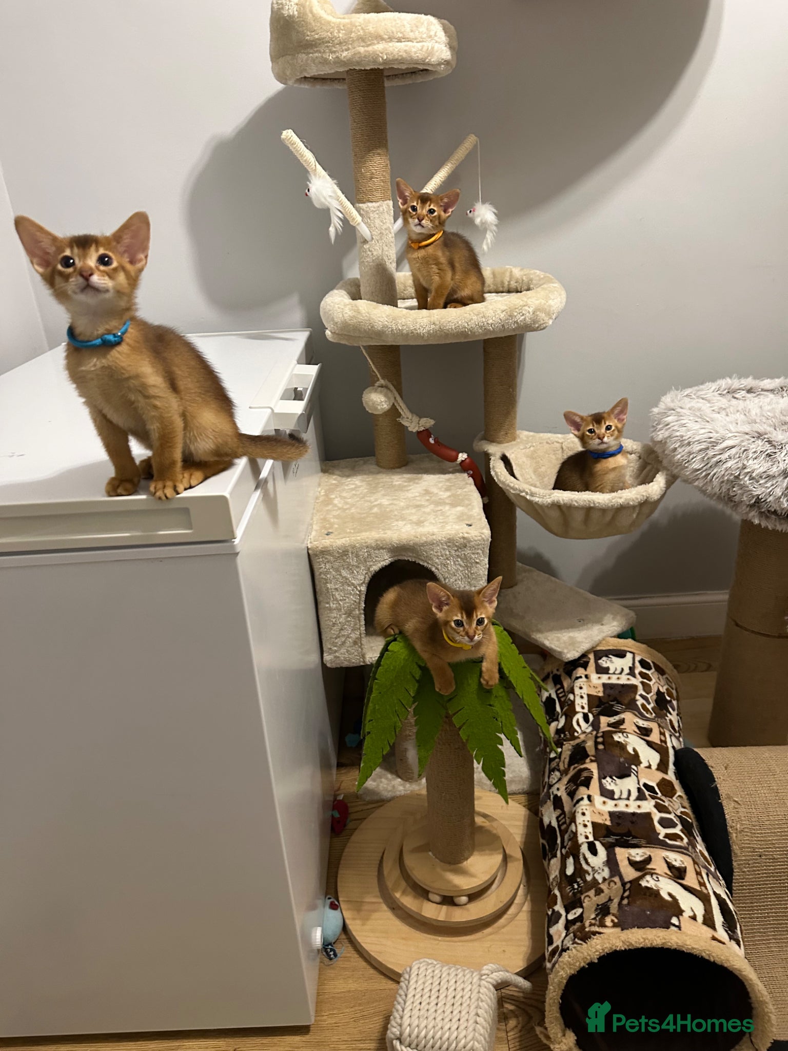 Abyssinian cats Abyssinian kittens  - Advert 7