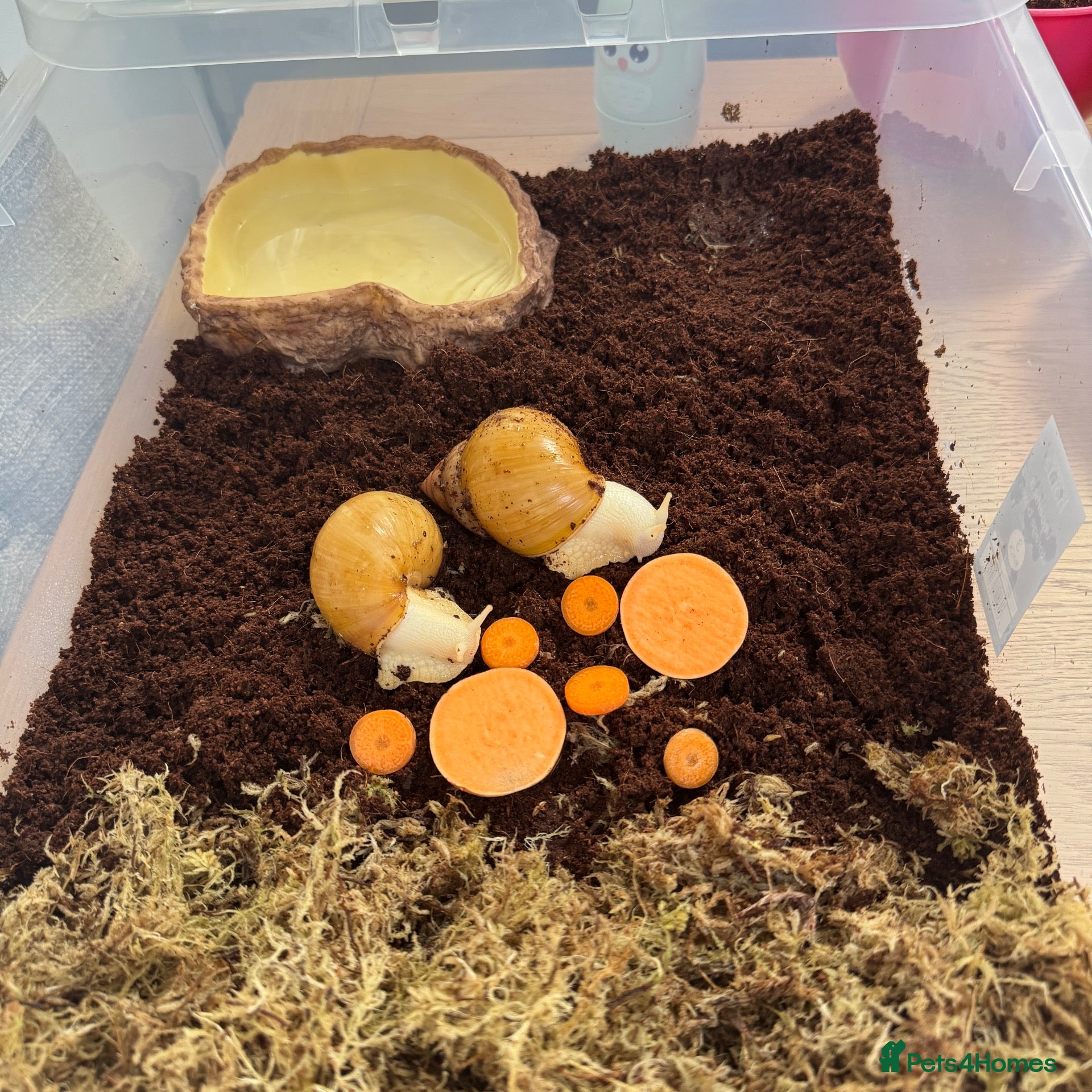 Snails invertebrates Two Albino Jadatzi Giant African Land Snails  - Advert 1
