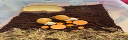 Snails invertebrates for sale: Two Albino Jadatzi Giant African Land Snails  - Advert 1