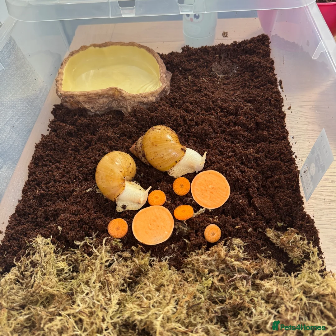 Snails invertebrates for sale: Two Albino Jadatzi Giant African Land Snails  - Advert 1
