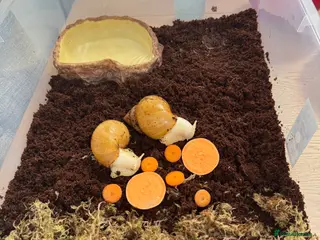Snails invertebrates Two Albino Jadatzi Giant African Land Snails - Advert 1