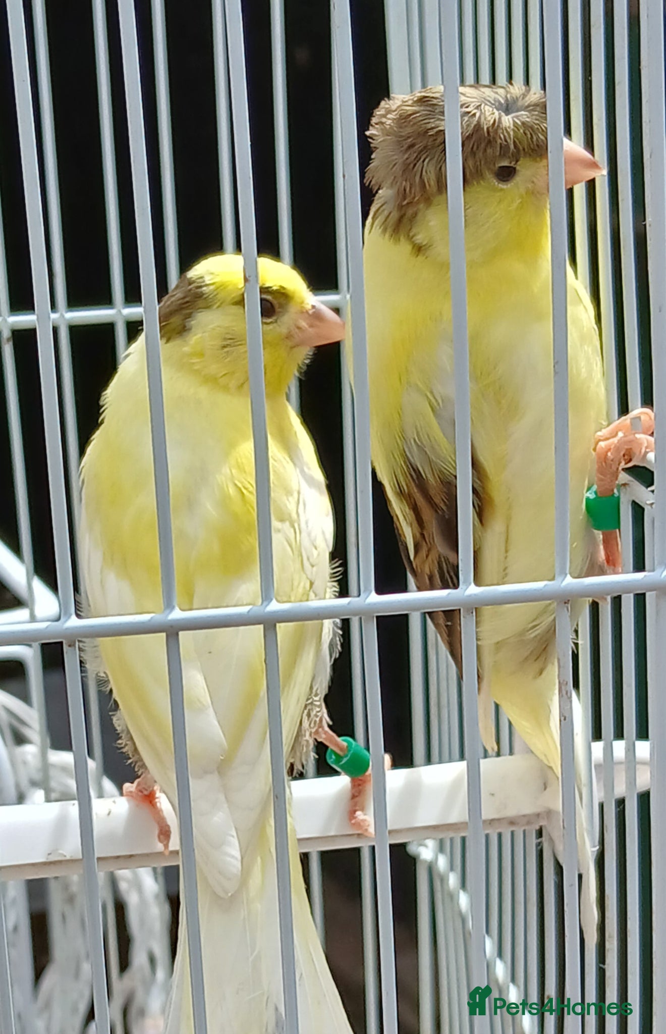Canaries birds for sale: Canaries mixed Canaries  - Advert 6